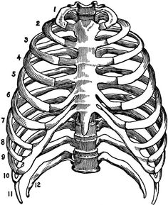 a diagram of the ribcage, vintage line drawing or engraving illustration stock photo