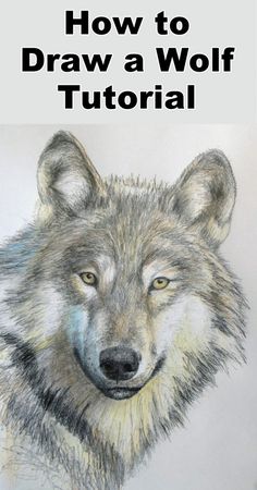 a drawing of a wolf with the title how to draw a wolf