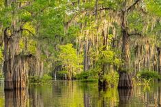 some trees that are in the water and some green leaves on them with spanish moss