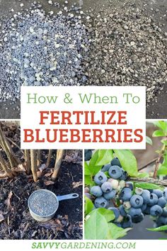 how and when to fertilize blueberries in the garden with text overlay