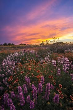 a field full of flowers with the sun setting in the background