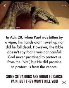 someone is holding a snake in their hand with the caption that reads, in acts 28 when paul was bitten by a viper, his hands didn't