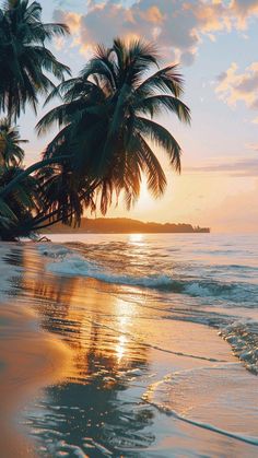 palm trees on the beach at sunset