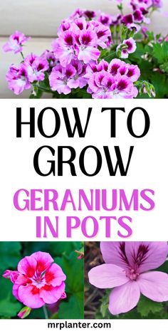 A detailed visual guide to Growing Geraniums in Pots, featuring a healthy Geranium Plant.