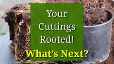 a metal bucket filled with dirt next to a pile of dirt and the words, your cuttings rooted what's next?