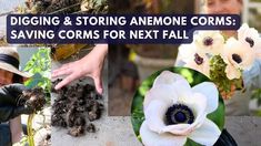 a collage of photos with flowers, plants and people in the background text digging & storing anemone comms saving corns for next fall