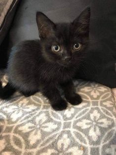 a small black kitten sitting on top of a couch