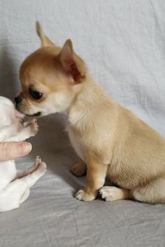 a small chihuahua puppy playing with someone's hand on a white sheeted background