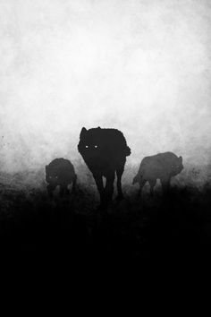 three sheep grazing in the fog on a hill side with their backs turned to the camera