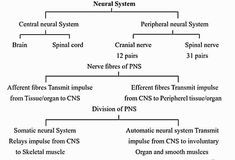 a diagram showing the different types of nematic and nonmetal systems in an organ system