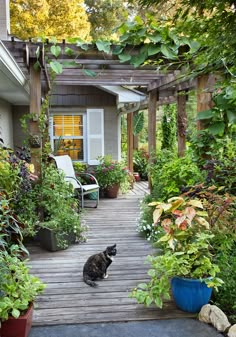 a cat sitting on a wooden deck next to potted plants and flowers in front of a house