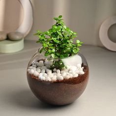 a small potted plant sitting on top of a table