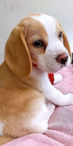 a small brown and white dog laying on top of a pink blanket