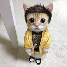 a cat wearing a yellow jacket and black shoes