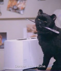 a black cat holding a stick in its mouth