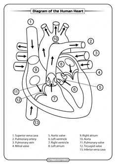 diagram of the human heart with labels