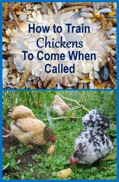 chickens are eating corn from the ground