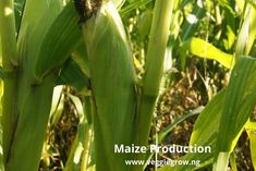 an ear of corn is growing in the field