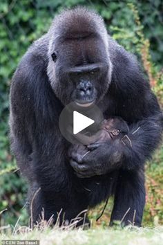 a gorilla holding its baby in his arms