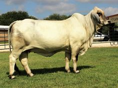 a large white cow standing on top of a lush green field