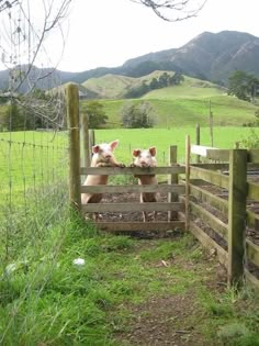 an image of two cows in a fenced in area with mountains in the background