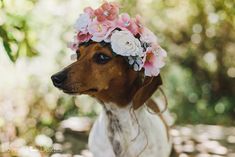 a brown and white dog wearing a flower crown on it's head in the woods