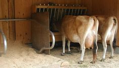 three cows are standing in an enclosed area with wood paneling and metal railings