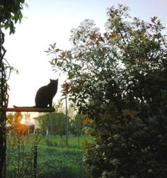 a black cat sitting on top of a wooden bench next to a lush green field