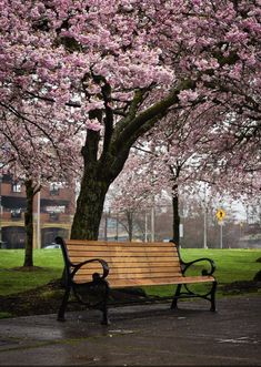 a wooden park bench sitting under a tree filled with pink flowers