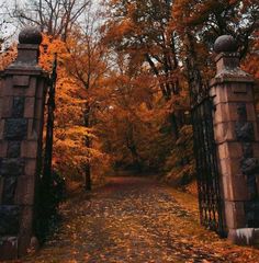 an open gate leading into the woods with fall foliage on the ground and trees in the background