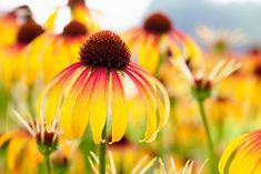 yellow and red flowers with green stems in the foreground