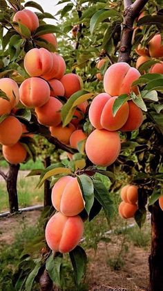 peaches growing on the branches of trees in an orchard, ready to be picked