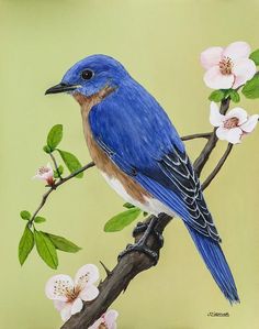 a blue bird sitting on top of a tree branch with white flowers in the background