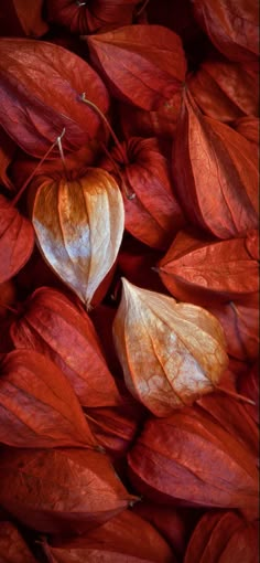 some red leaves are laying on top of each other