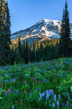 the mountain is covered in snow and surrounded by wildflowers with trees around it