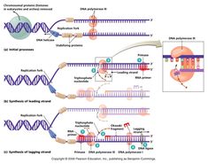 the diagram shows different stages of cell signaling