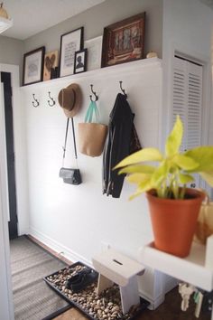 a white wall with some pictures on it and a potted plant in the corner