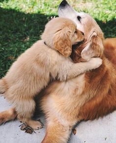 two puppies are playing with each other on the ground in front of some grass