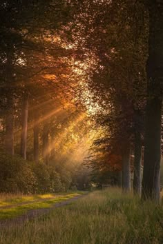 the sun is shining through the trees in this forest scene with grass and tall grass