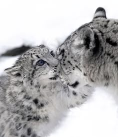 two snow leopards face each other in the snow