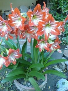 some red and white flowers in a pot