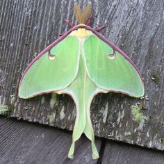 a large green moth sitting on top of a wooden wall