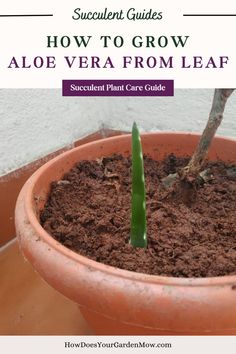 aloe, aloe vera, succulents, grow aloe, how to grow aloe, aloe cultivation, grow aloe vera, how to grow aloe vera, aloe vera cultivation How To Grow Aloe Vera Plant From A Leaf Video, How To Propagate Aloe Vera From A Leaf, What To Do With Aloe Leaves, Grow Aloe From Clipping, Harvesting Aloe Vera Plant, Repot Aloe Vera Plant, Using Aloe Vera Plant, How To Transplant Aloe Vera Plant, Propagate Aloe Vera