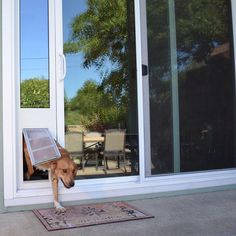 a dog is looking out the front door with his head sticking out from under an open screen door