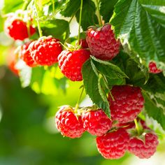 raspberries growing on the tree with green leaves