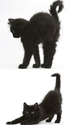 two pictures of a black cat playing with something