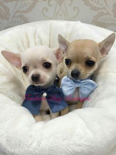 two small chihuahua dogs sitting in a white dog bed with a blue bow on it's collar