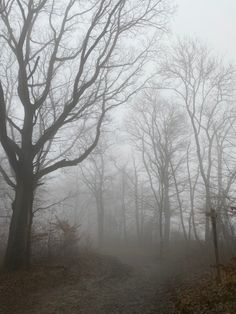 a foggy path in the woods with trees on either side and one person walking down it