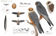 an illustrated guide to the birds of europe