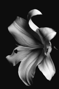 a black and white photo of a flower on a dark background, with the petals still blooming